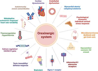 Orexin/hypocretin system dysfunction in patients with Takotsubo syndrome: A novel pathophysiological explanation